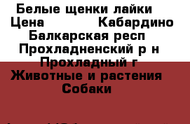 Белые щенки лайки. › Цена ­ 5 000 - Кабардино-Балкарская респ., Прохладненский р-н, Прохладный г. Животные и растения » Собаки   